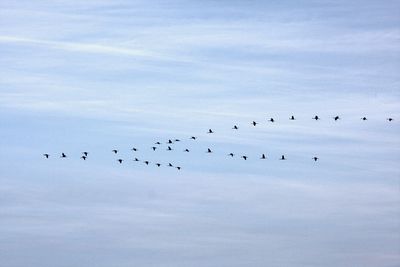 Low angle view of birds flying against sky