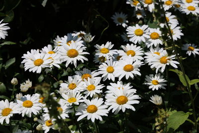 Close-up of white daisy flowers