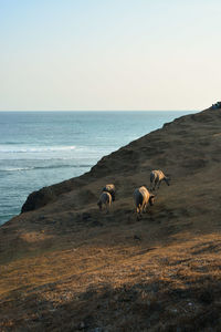 Flock of sheep on the beach