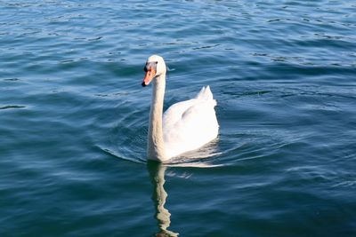 Swan swimming in lake
