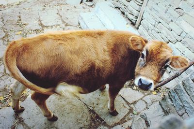 High angle view of cow