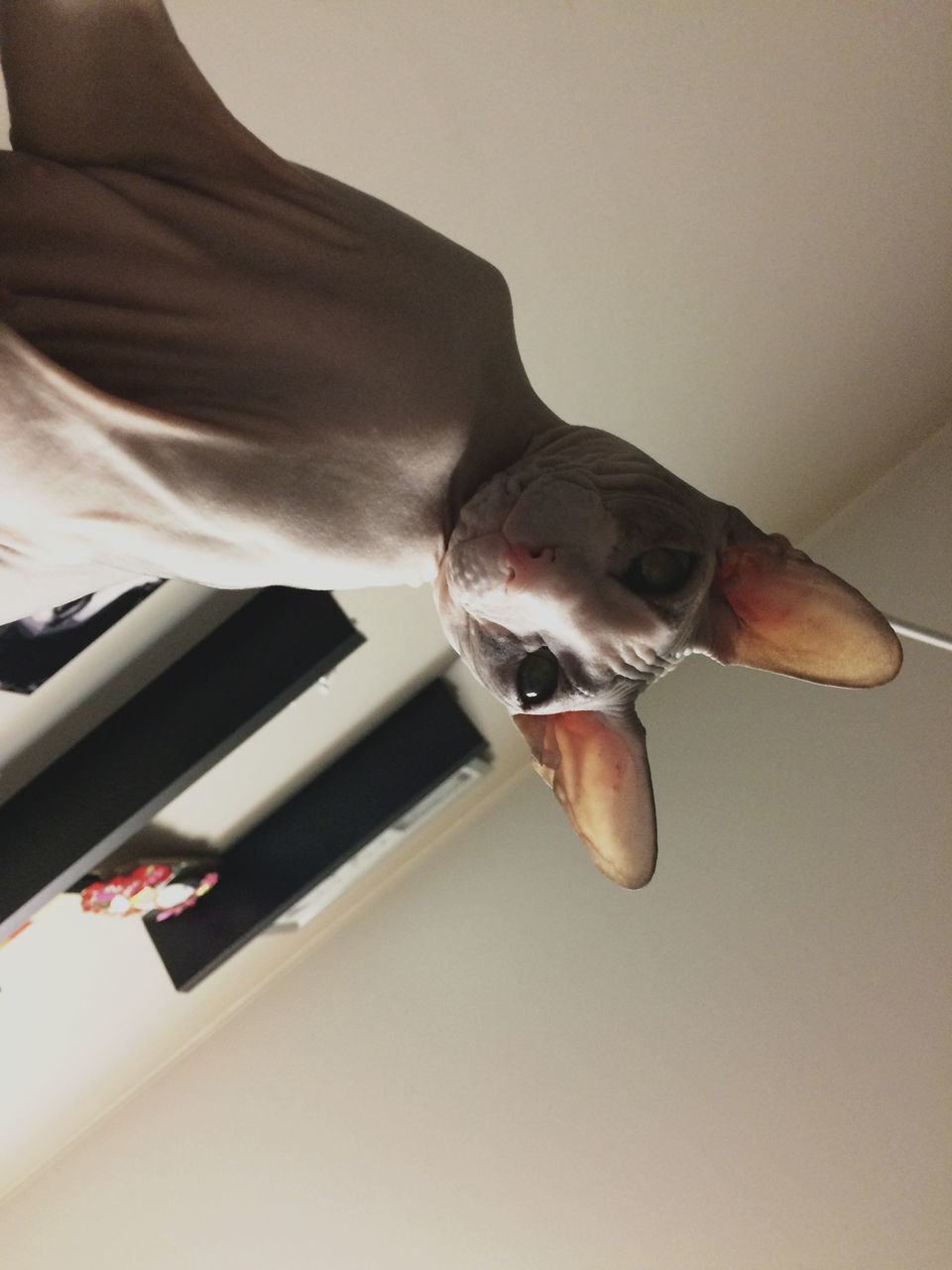 DIRECTLY ABOVE SHOT OF CAT ON CEILING