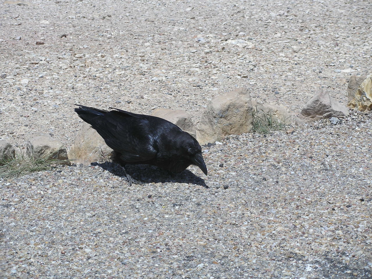 Checking out the gravel for food