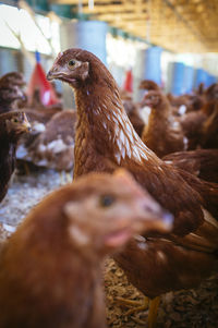 Close-up of birds