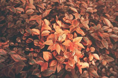 Full frame shot of autumn leaves