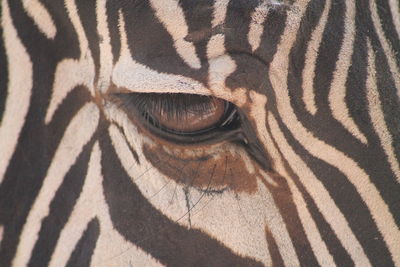 Close-up of a zebra eye