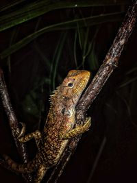 Close-up of lizard