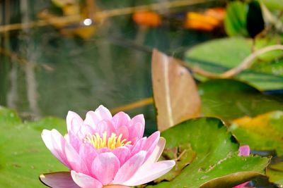 Close-up of lotus water lily in pond