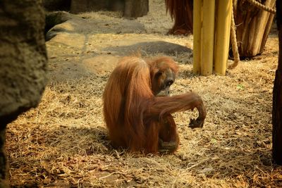 Close-up of orangutan sitting on field