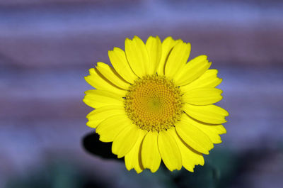 Close-up of yellow sunflower