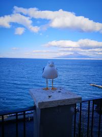 Seagull on railing by sea against sky