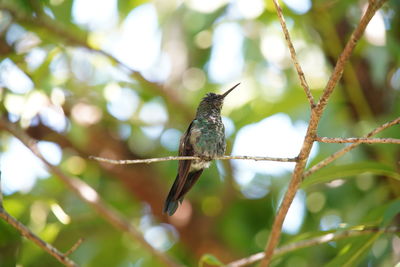 Close-up of bird perching on branch