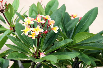 Close-up of flowering plant in park