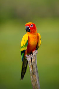 Close-up of parrot perching on branch