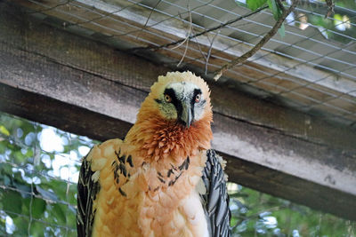 Close-up of bird perching in cage