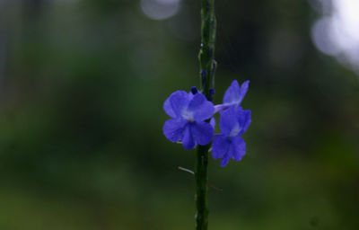 Close-up of purple flowers blooming