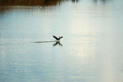 Bird flying over lake