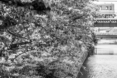 View of flowering plants by river