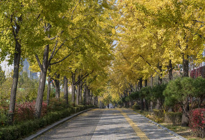 Road amidst trees during autumn