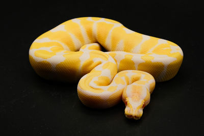 Close-up of a shell on black background