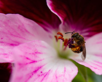 Close-up of bee pollinating on pink flower