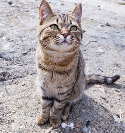 Close-up portrait of tabby cat sitting outdoors