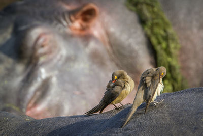 Close-up of birds on hippopotamus