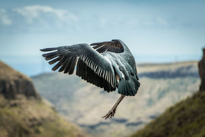 Close-up of bird flying against sky