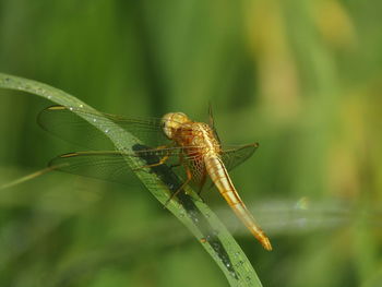 Close-up of dragonfly