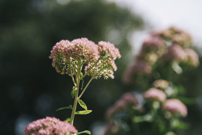 Close-up of pink flowering plant