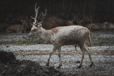 Deer standing on field