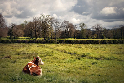 View of a cow on field