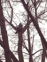 Low angle view of silhouette bare tree against sky