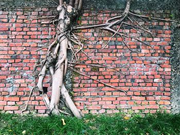 Banyan tree growing on brick wall