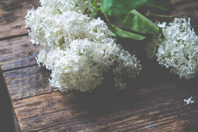 High angle view of white flowering plant on table