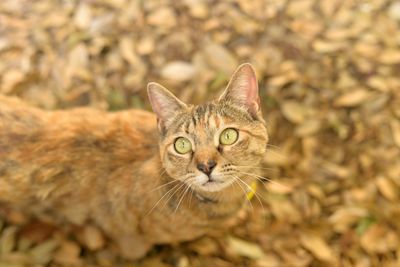 High angle view of cat