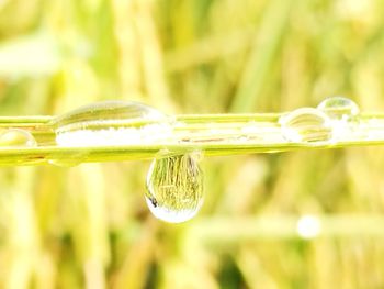 Close-up of water drop on grass