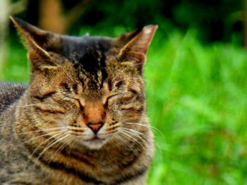 Close-up of cat sitting on grass