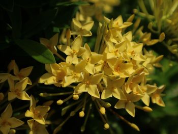 Close-up of yellow flowering plants