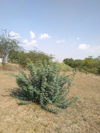 Trees on field against sky