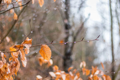 Close-up of dry leaves on plant during rainy season