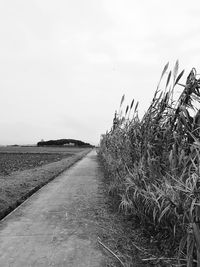 Agricultural field against clear sky