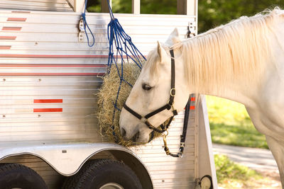 Horse cart in ranch