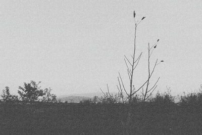 Silhouette of tree against sky