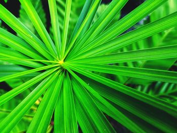 Full frame shot of palm leaf