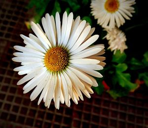 Close-up of white daisy