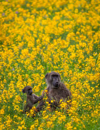 Close-up of rabbit on yellow flowers on field