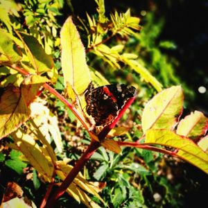 Close-up of insect on plant