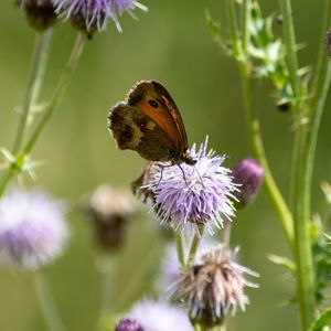 Close-up of butterfly pollinating on purple flower