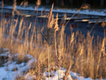 Close-up of dry plant on snow covered field